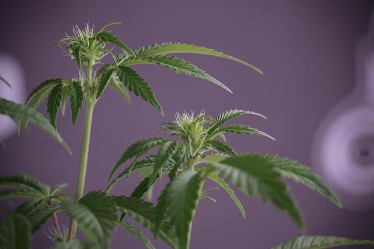 Animal Mints-Legends of the Frozen North. Week 5 - Plant B 