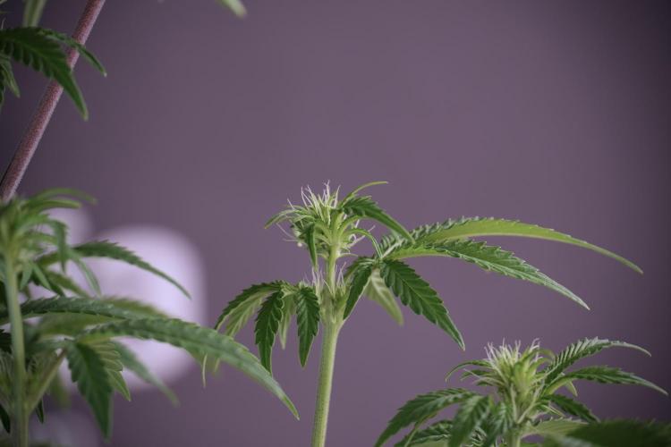 Animal Mints-Legends of the Frozen North. Week 5 - Plant B 