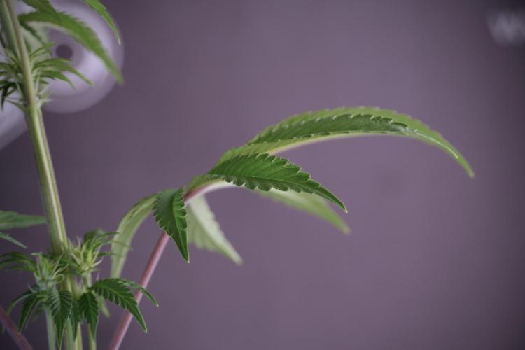 Animal Mints-Legends of the Frozen North. Week 5 - Plant B 