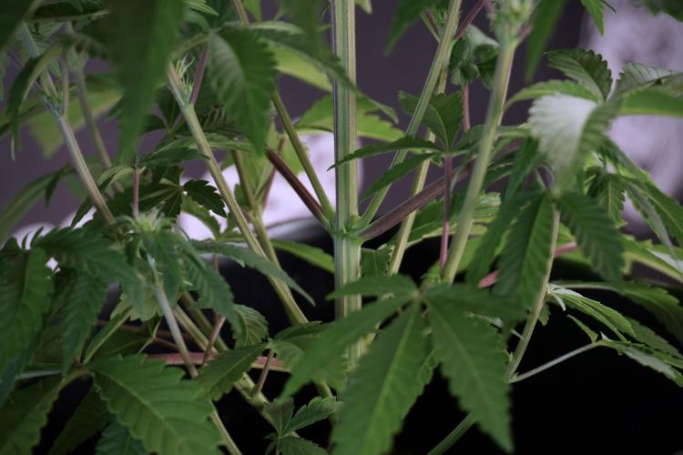 Animal Mints-Legends of the Frozen North. Week 5 - Plant B 