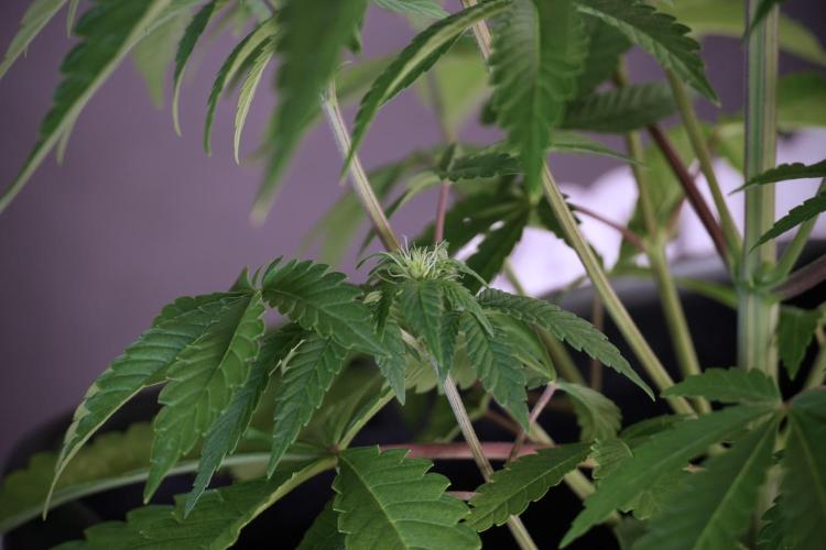 Animal Mints-Legends of the Frozen North. Week 5 - Plant B 