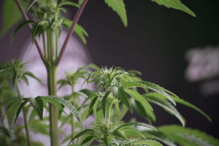 Animal Mints-Legends of the Frozen North. Week 5 - Plant B 