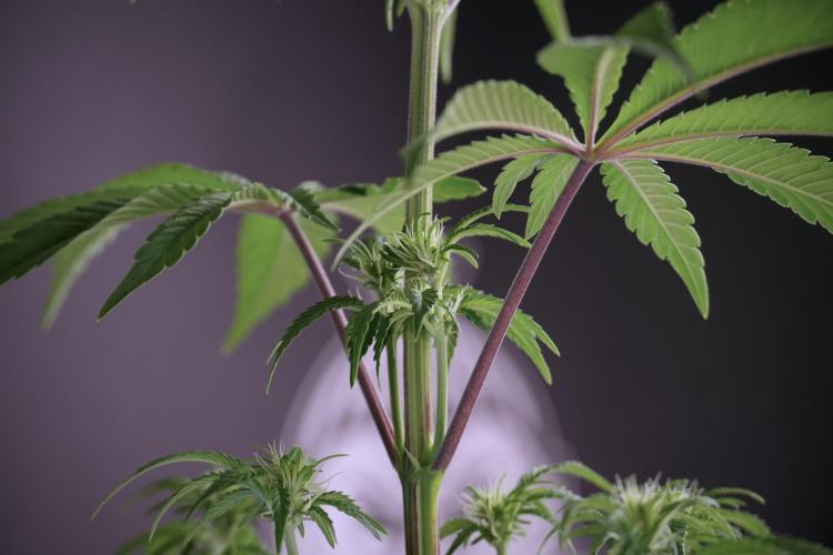 Animal Mints-Legends of the Frozen North. Week 5 - Plant B 