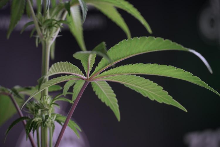 Animal Mints-Legends of the Frozen North. Week 5 - Plant B 