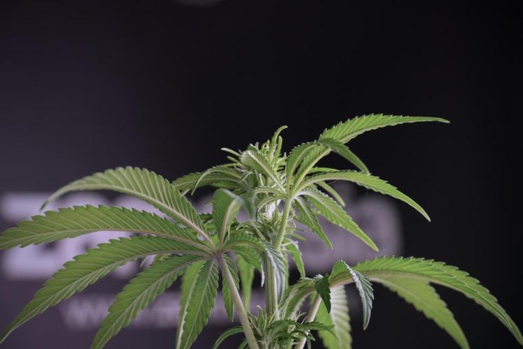 Animal Mints-Legends of the Frozen North. Week 5 - Plant B 