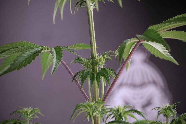 Animal Mints-Legends of the Frozen North. Week 5 - Plant B 