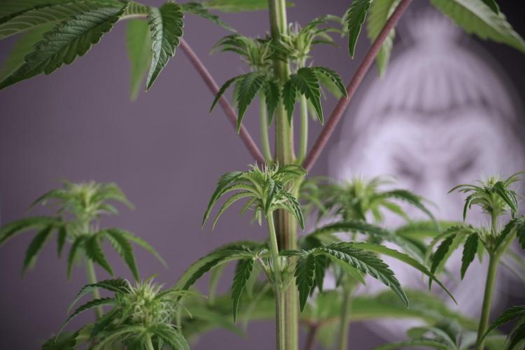 Animal Mints-Legends of the Frozen North. Week 5 - Plant B 