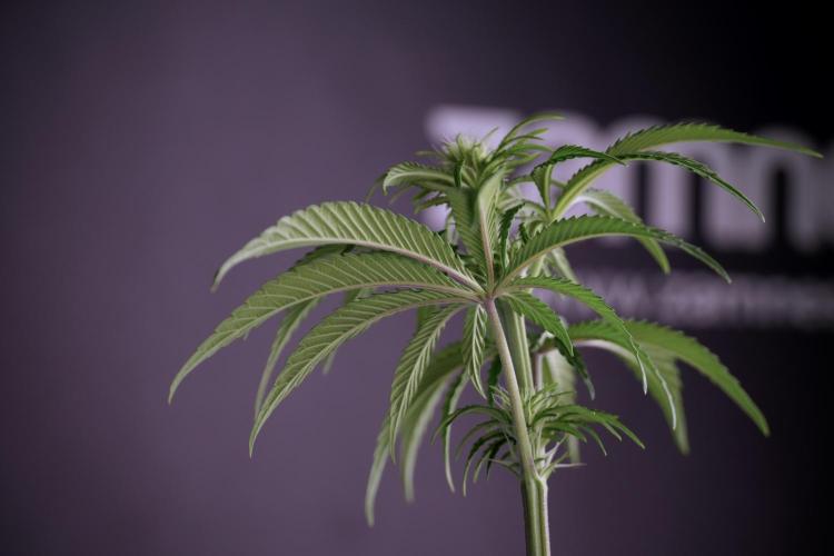 Animal Mints-Legends of the Frozen North. Week 5 - Plant B 