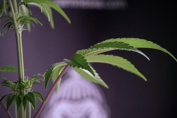 Animal Mints-Legends of the Frozen North. Week 5 - Plant B 