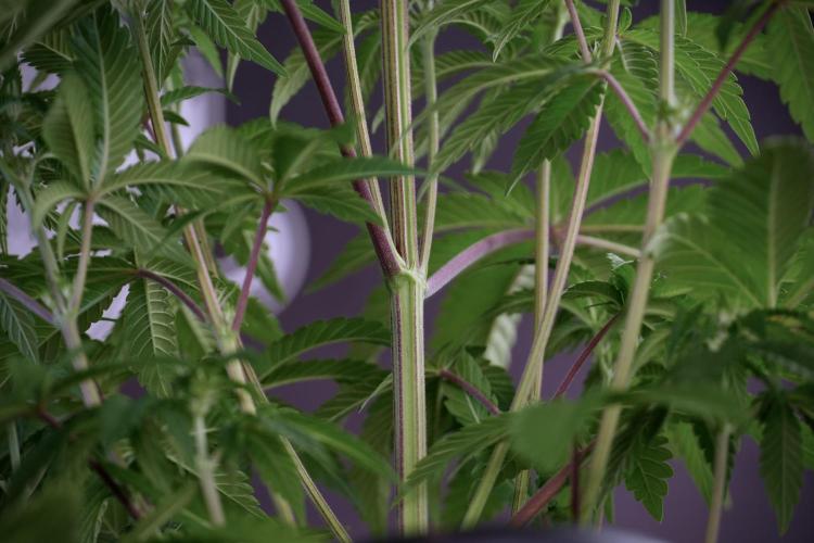 Animal Mints-Legends of the Frozen North. Week 5 - Plant B 