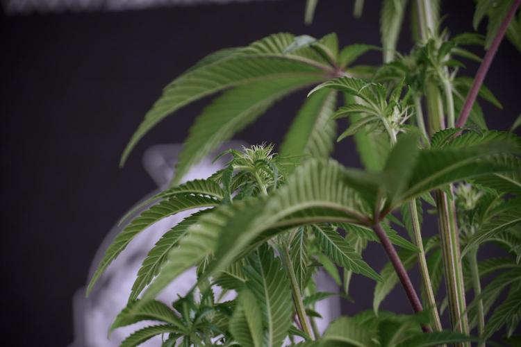 Animal Mints-Legends of the Frozen North. Week 5 - Plant B 