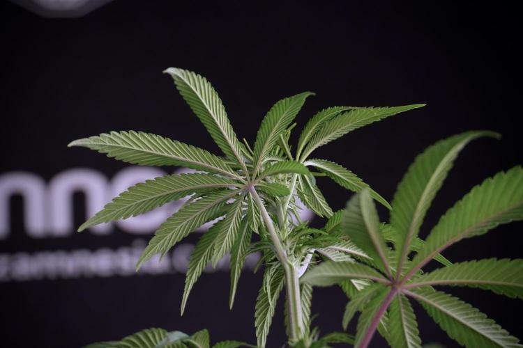 Animal Mints-Legends of the Frozen North. Week 5 - Plant B 