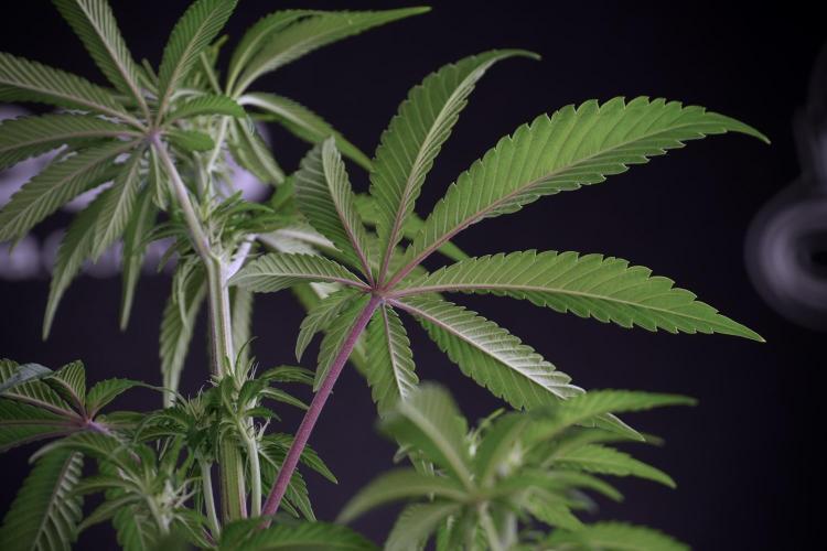 Animal Mints-Legends of the Frozen North. Week 5 - Plant B 