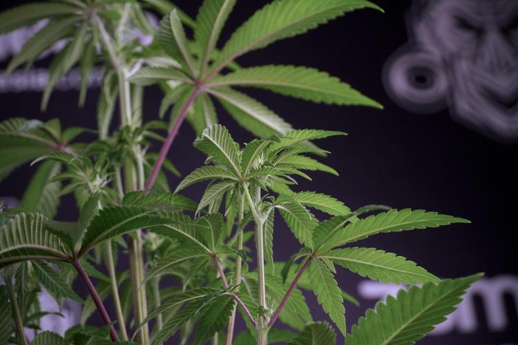 Animal Mints-Legends of the Frozen North. Week 5 - Plant B 