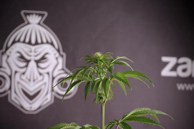 Animal Mints-Legends of the Frozen North. Week 5 - Plant B 