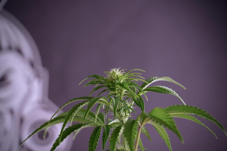 Animal Mints-Legends of the Frozen North. Week 5 - Plant B 