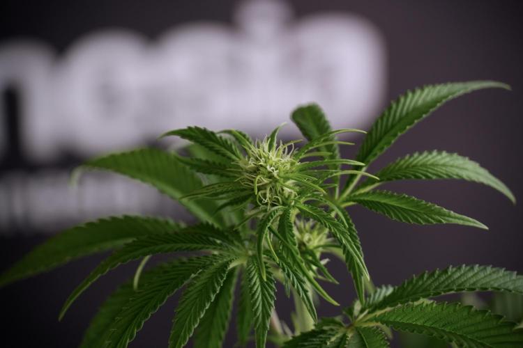 Animal Mints-Legends of the Frozen North. Week 5 - Plant B 