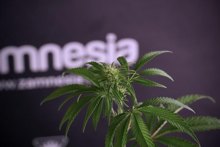 Animal Mints-Legends of the Frozen North. Week 5 - Plant B 