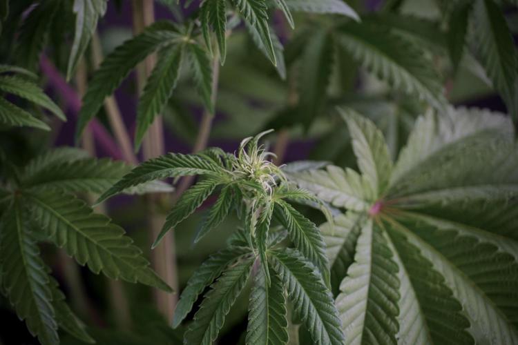 Animal Mints-Legends of the Frozen North. Week 5 - Plant B 