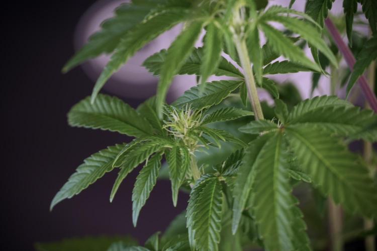 Animal Mints-Legends of the Frozen North. Week 5 - Plant B 