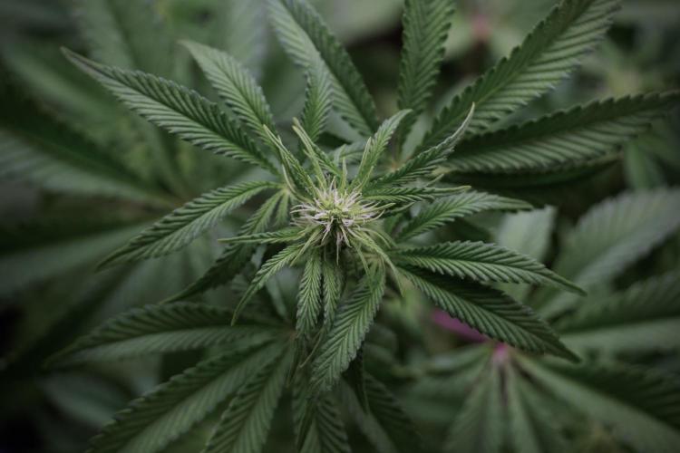 Animal Mints-Legends of the Frozen North. Week 5 - Plant B 