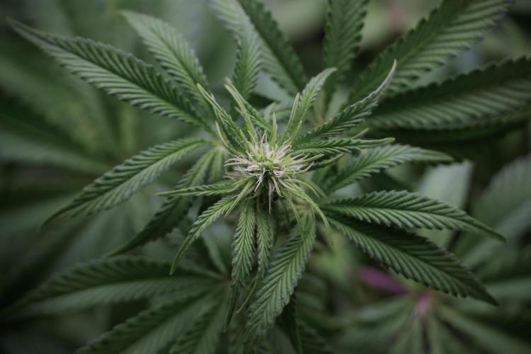 Animal Mints-Legends of the Frozen North. Week 5 - Plant B 