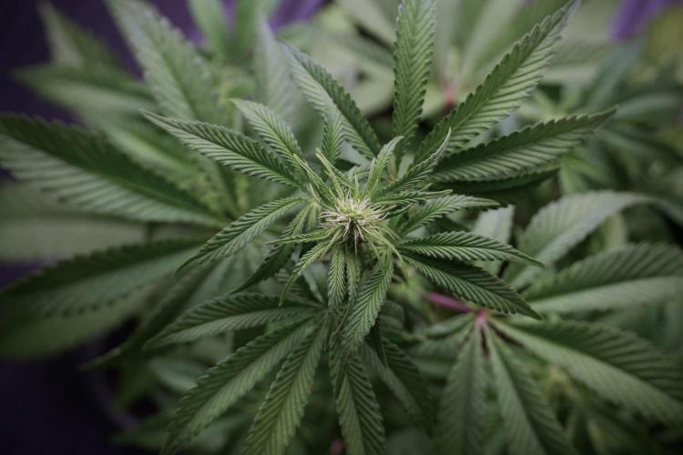 Animal Mints-Legends of the Frozen North. Week 5 - Plant B 