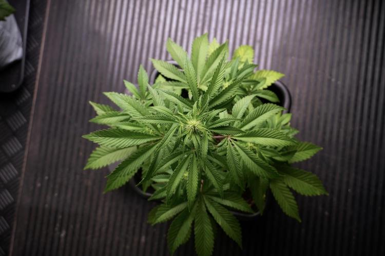 Animal Mints-Legends of the Frozen North. Week 5 - Plant B 