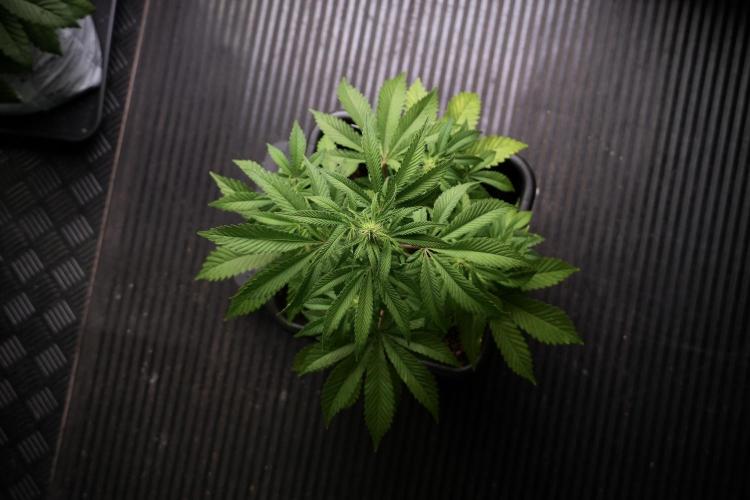 Animal Mints-Legends of the Frozen North. Week 5 - Plant B 