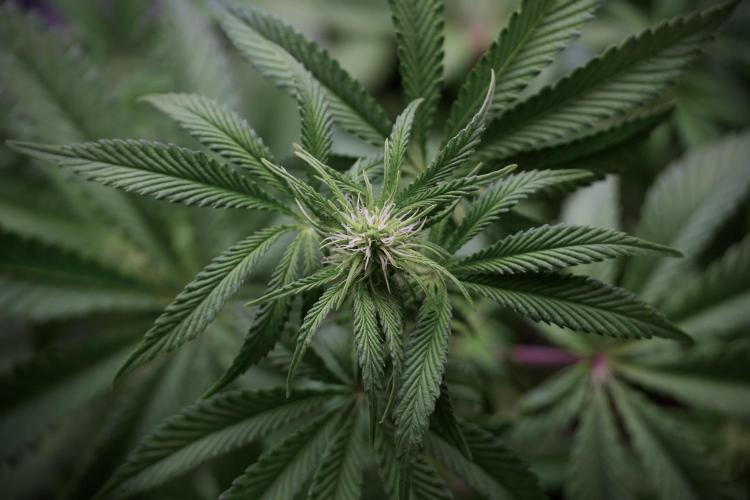 Animal Mints-Legends of the Frozen North. Week 5 - Plant B 