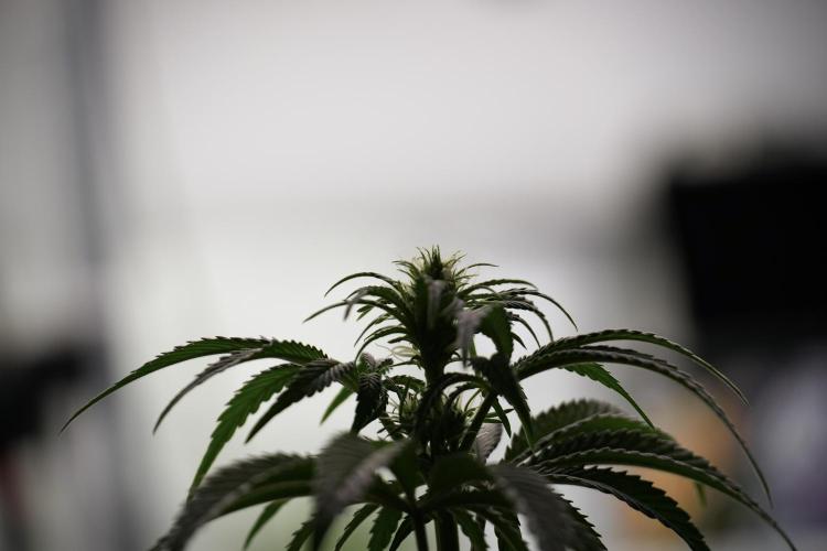 Animal Mints-Legends of the Frozen North. Week 5 - Plant B 