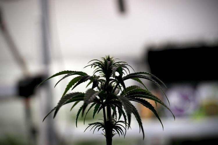 Animal Mints-Legends of the Frozen North. Week 5 - Plant B 