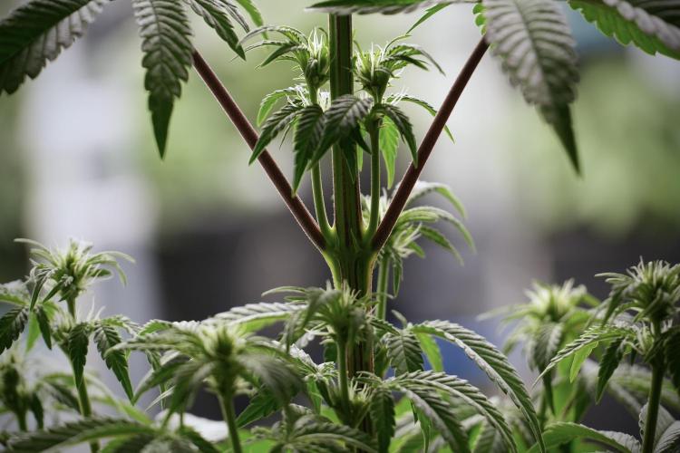 Animal Mints-Legends of the Frozen North. Week 5 - Plant B 