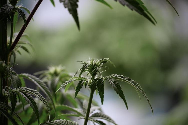 Animal Mints-Legends of the Frozen North. Week 5 - Plant B 