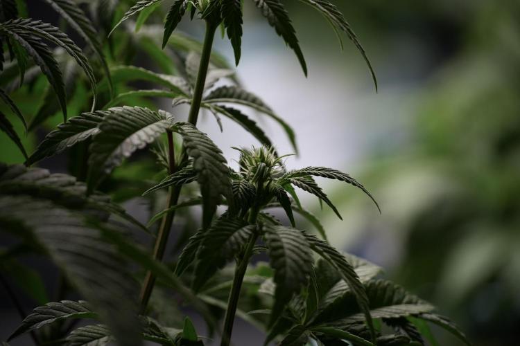 Animal Mints-Legends of the Frozen North. Week 5 - Plant B 