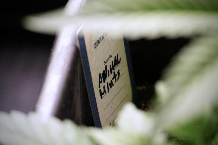 Animal Mints-Legends of the Frozen North. Week 5 - Plant A