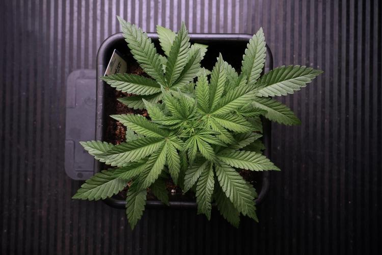 Animal Mints-Legends of the Frozen North. Week 5 - Plant A