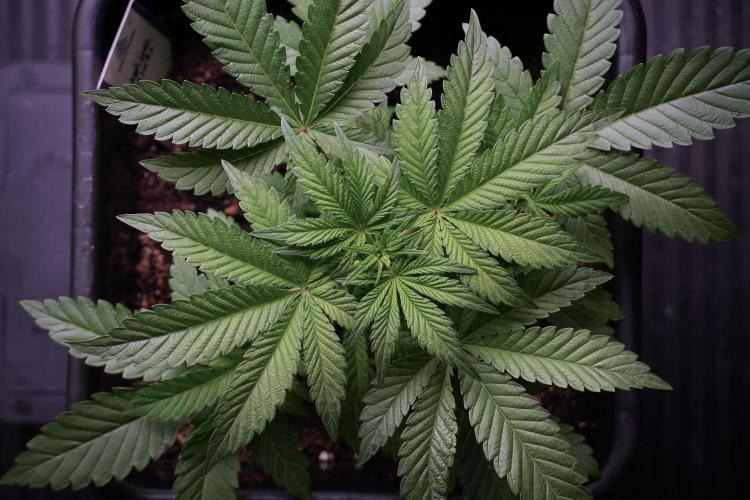 Animal Mints-Legends of the Frozen North. Week 5 - Plant A