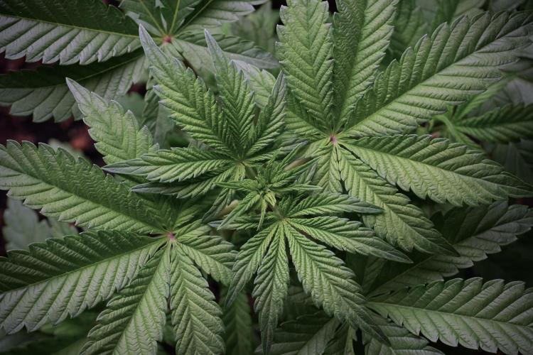 Animal Mints-Legends of the Frozen North. Week 5 - Plant A