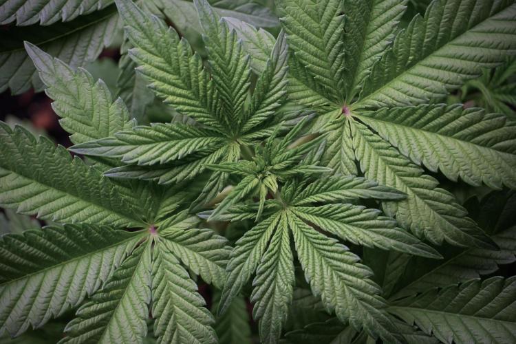 Animal Mints-Legends of the Frozen North. Week 5 - Plant A