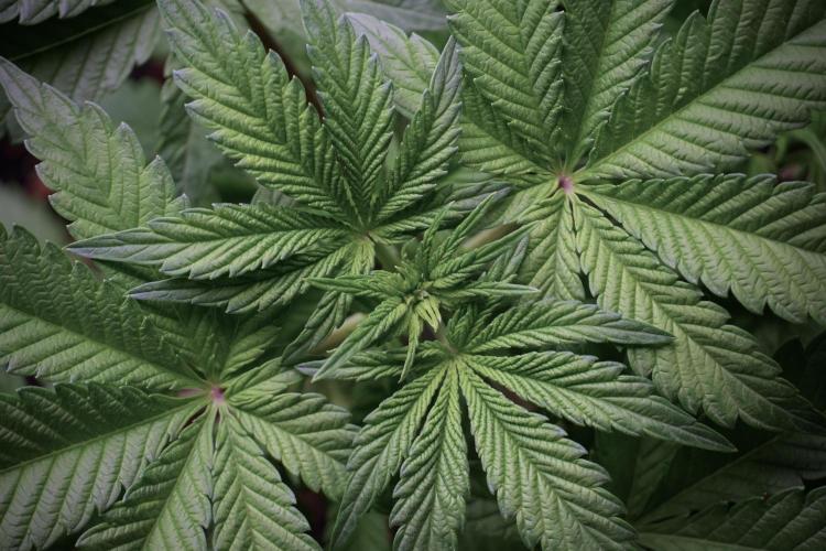 Animal Mints-Legends of the Frozen North. Week 5 - Plant A