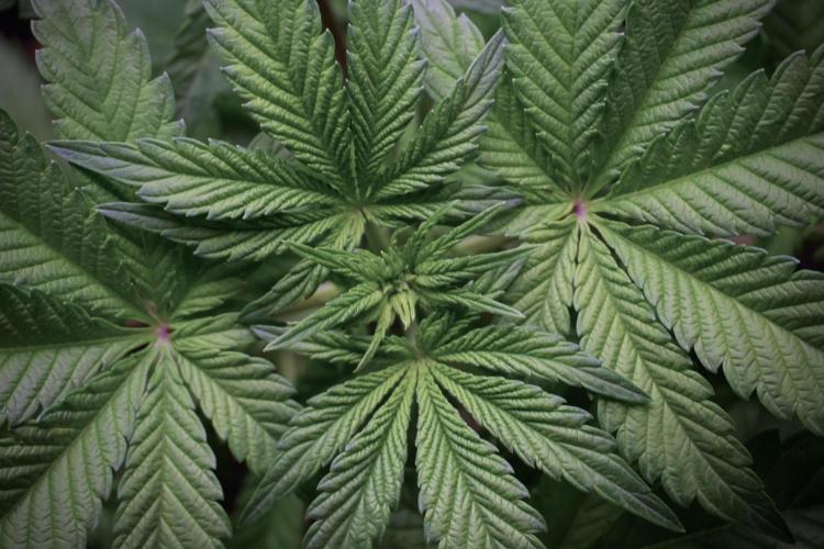 Animal Mints-Legends of the Frozen North. Week 5 - Plant A