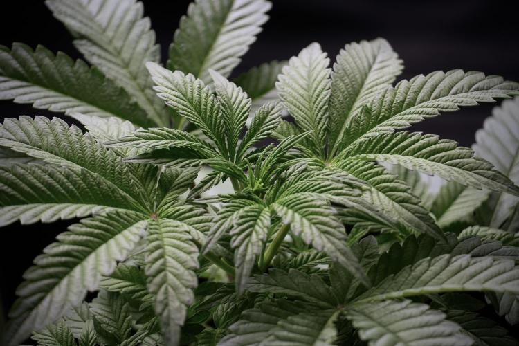 Animal Mints-Legends of the Frozen North. Week 5 - Plant A