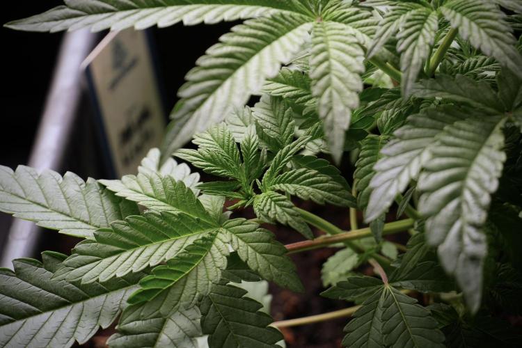 Animal Mints-Legends of the Frozen North. Week 5 - Plant A