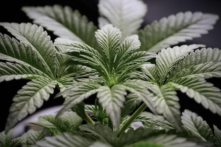 Animal Mints-Legends of the Frozen North. Week 5 - Plant A