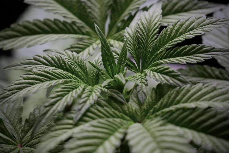 Animal Mints-Legends of the Frozen North. Week 5 - Plant A