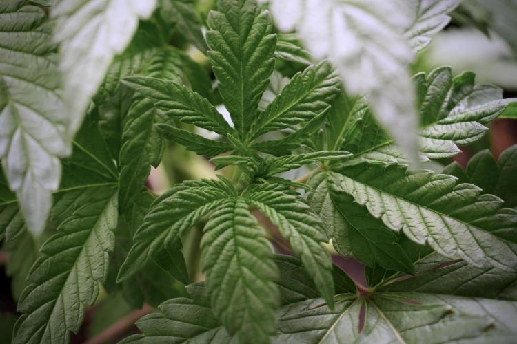 Animal Mints-Legends of the Frozen North. Week 5 - Plant A