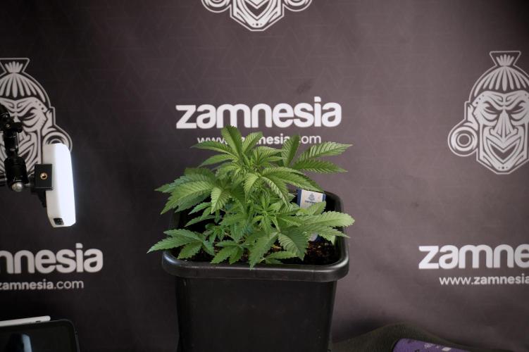 Animal Mints-Legends of the Frozen North. Week 5 - Plant A