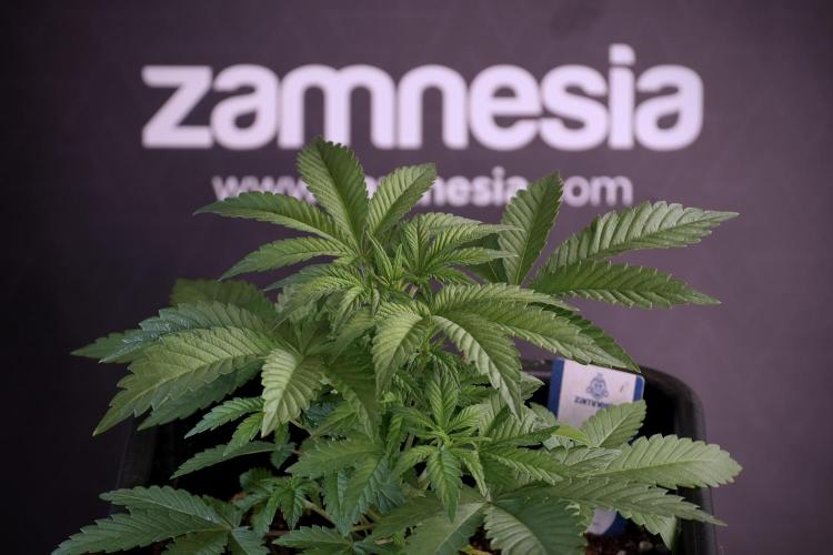 Animal Mints-Legends of the Frozen North. Week 5 - Plant A