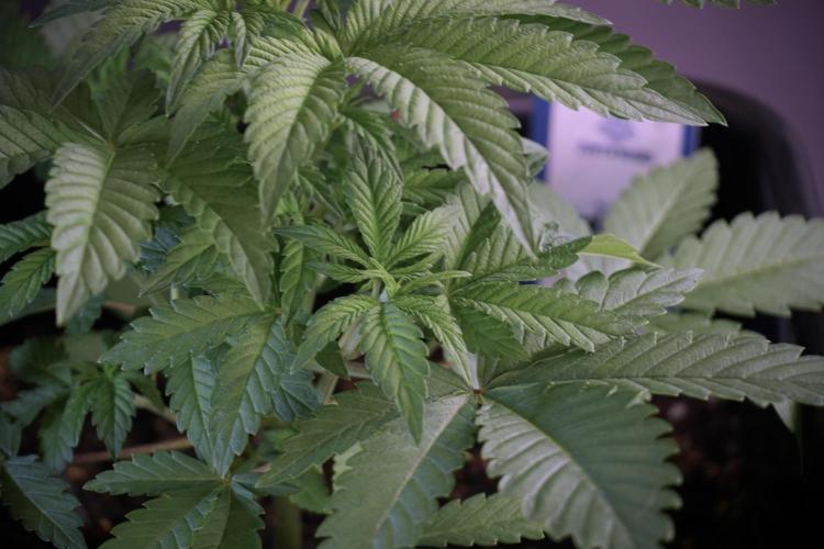 Animal Mints-Legends of the Frozen North. Week 5 - Plant A